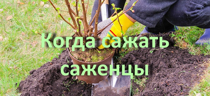 Когда посадить плодовые 