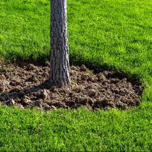 Советы по мульчированию приствольного круга новых деревьев и кустарников