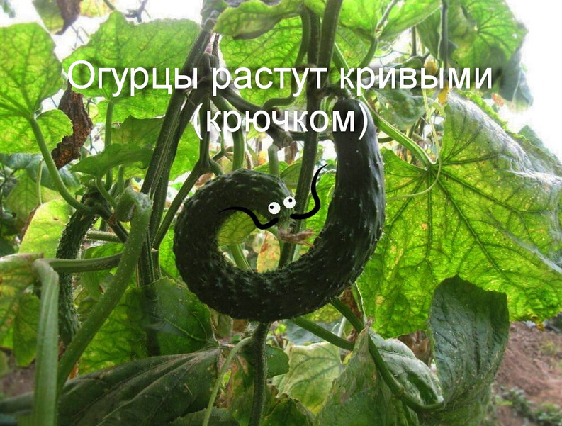 огурцы растут кривыми (крючком)