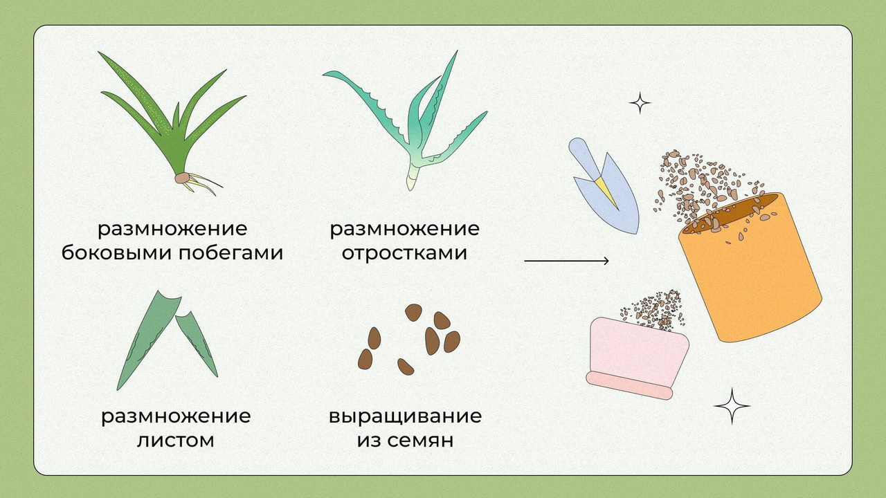 Особенности размножения алоэ семенами