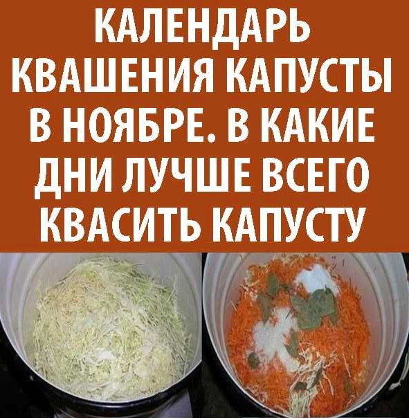 Неблагоприятные дни для квашения капусты в ноябре