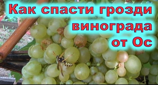 Проблема ос: как они вредят урожаю?