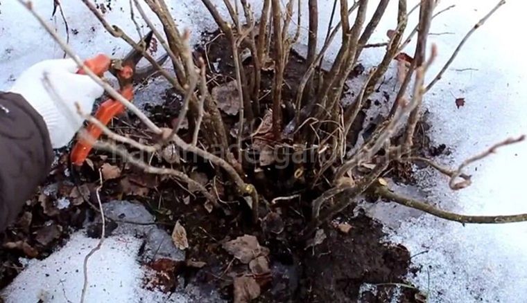 Осмотрите плодовые деревья