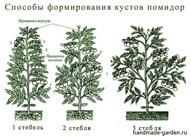 Как правильно сформировать куст
