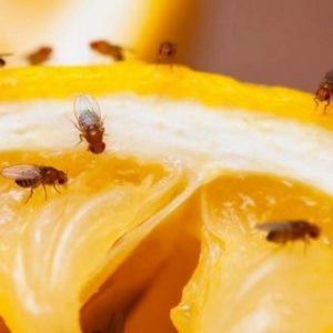 Плодовые мушки на кухне