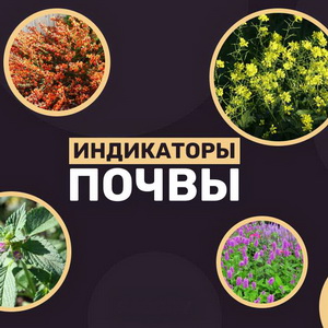 Что такое растения-индикаторы?