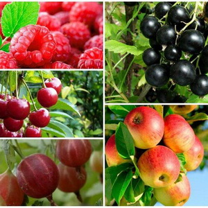 Лучшие ягодные кустарники для начинающих