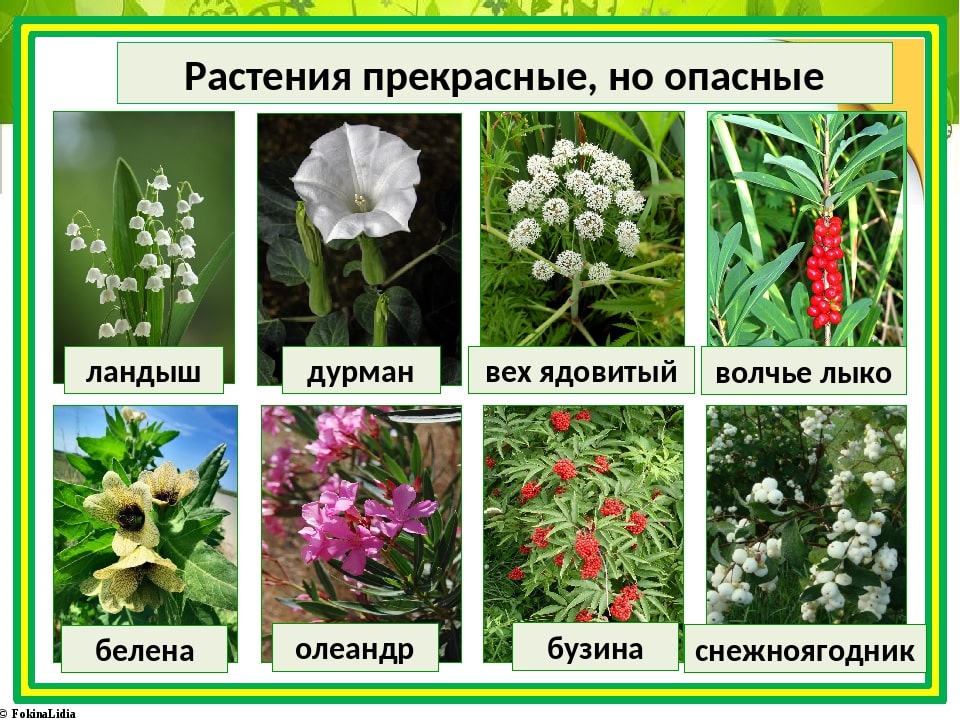 Неожиданно ядовитые растения, которые могут появиться на вашей даче 
