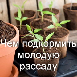 Чем подкормить молодую рассаду