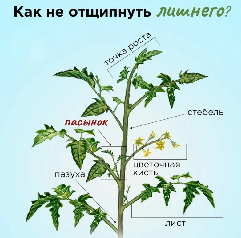 Для томатов крайне важно, сколько света им достается