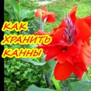 Подготовка канн к зимовке: основные этапы