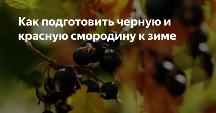 Грамотно подготовить смородину к зиме, не совершая ошибок