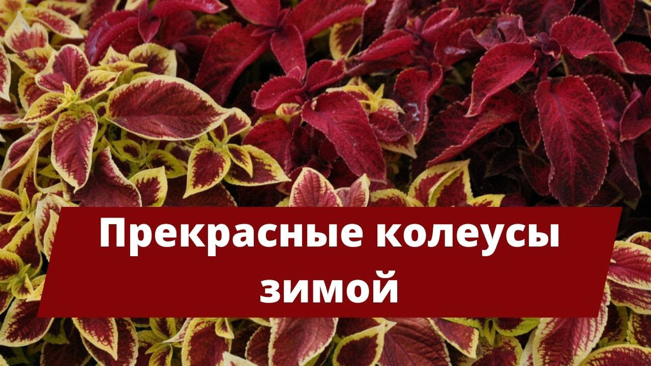 Подготовка колеуса к зиме: как перезимовать колеус