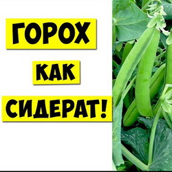 Горох как сидерат
