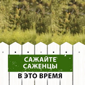 разбираемся, когда лучше сажать деревья