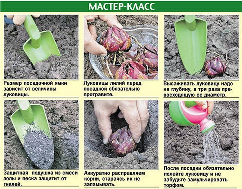Осенняя посадка лилий