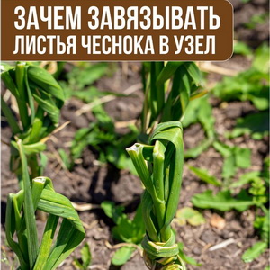 Когда и как завязывать листья чеснока в узел?