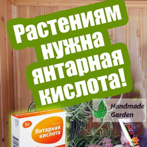 Янтарная кислота для сада: дозировки, схемы применения