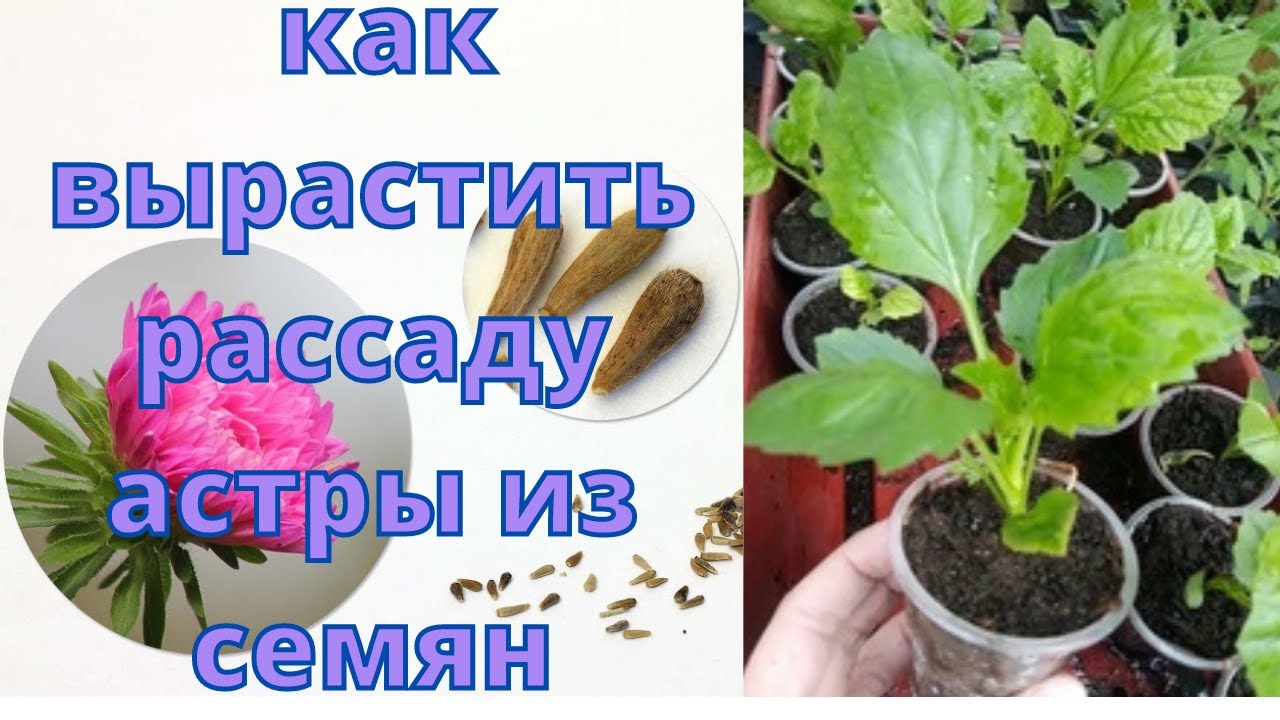 Почему стратификация необходима для семян астр