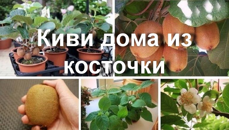 Вырастить киви&nbsp;в домашних условиях можно просто из косточки