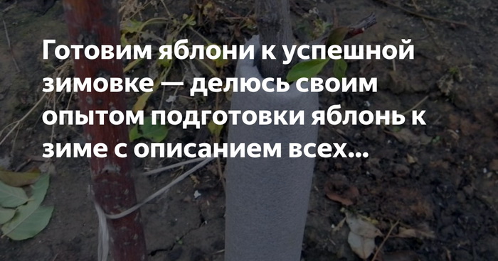 Как утеплить и подготовить яблони к отрицательным температурам