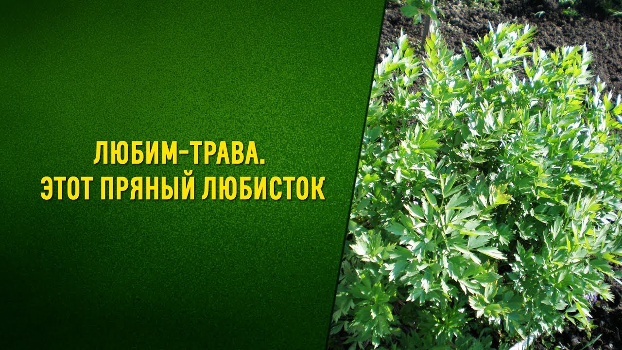 Любисток как приправа, украшение и лекарь