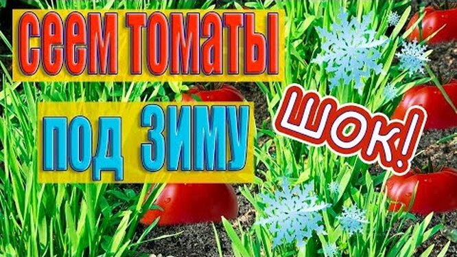Посев томатов под зиму в открытый грунт