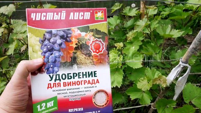 Фосфорные удобрения для винограда Фосфорные удобрения для винограда