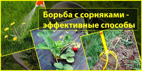 Самое эффективное средство против сорняков