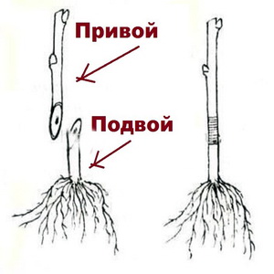 Популярные подвои для яблонь: особенности, преимущества и недостатки