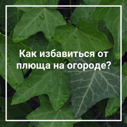 Как навсегда уничтожить плющ на садовом участке