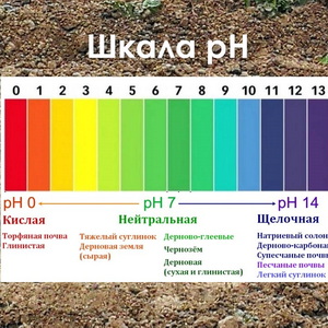 Какие растения любят кислую почву?