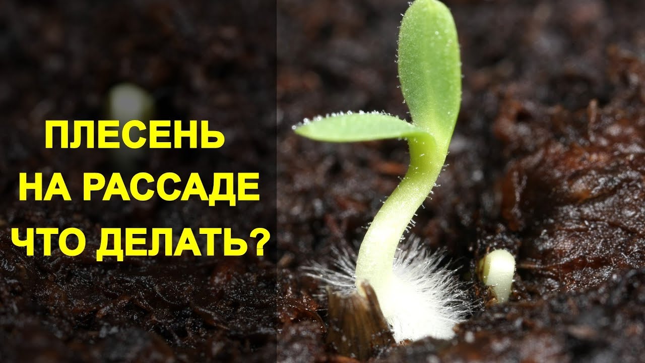 Как остановить появление белого грибка на почве