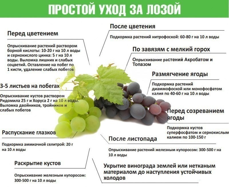 Этапы весенней подкормки винограда