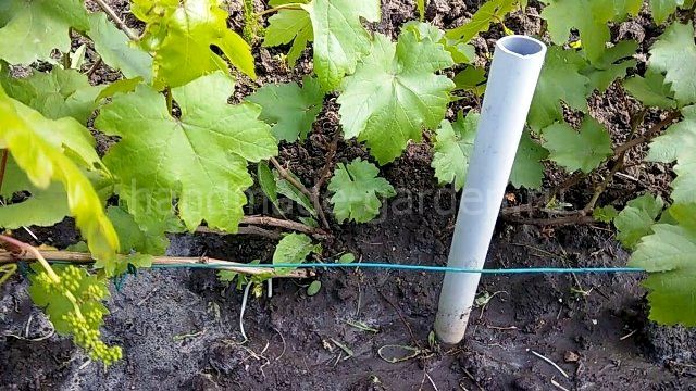 Помимо основных пяти подкормок винограда, можно дополнительно вносить удобрения. Помимо основных пяти подкормок винограда, можно дополнительно вносить удобрения.