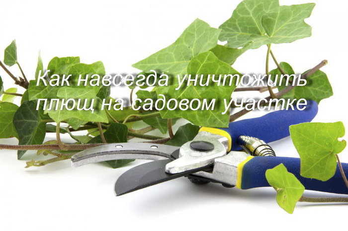 Как навсегда уничтожить плющ на садовом участке