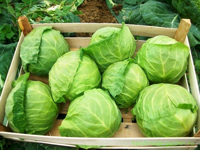 Правила уборки урожая капусты