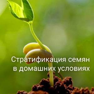 Сухая стратификация: стратификация семян во влажных и холодных условиях