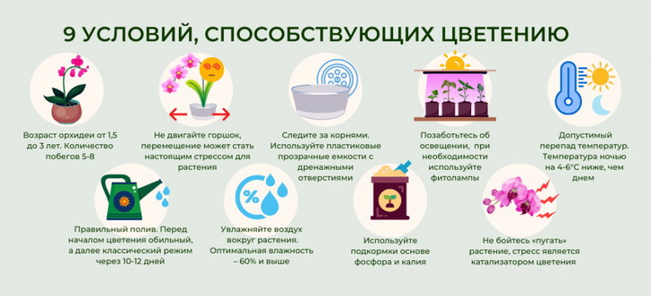 9 условий, способствующих цветению орхидеи дома
