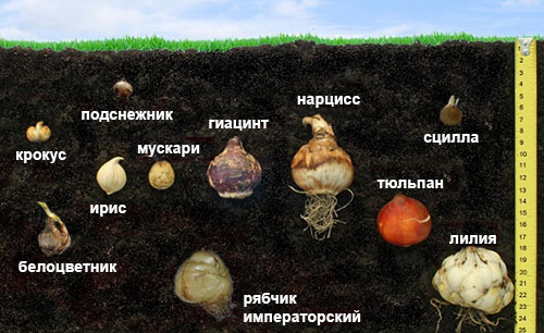 Как правильно сажать луковичные?