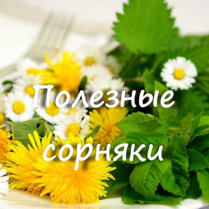 Полезные сорняки: неожиданные способы использовать их с выгодой