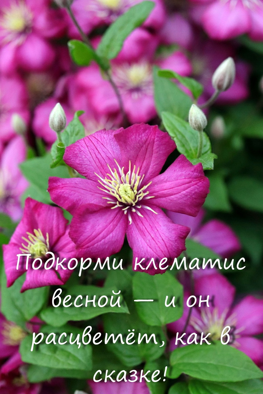 Подкорми клематис весной — и он расцветёт, как в сказке!