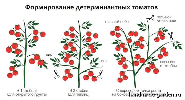 Еще один прием формирования кустов в теплице &ndash; обрезка листьев