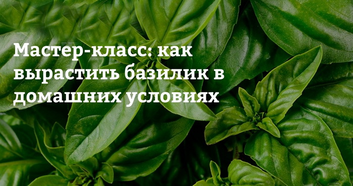 Посев и выращивание рассады базилика