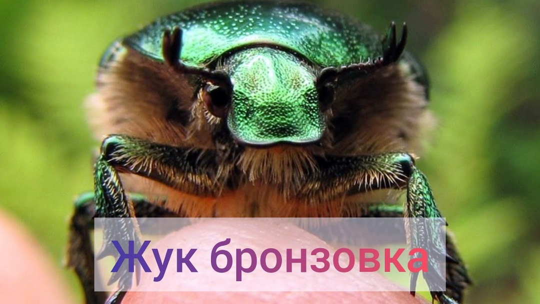 Бронзовка относится к семейству жуков-оленей (Cetoniinae)