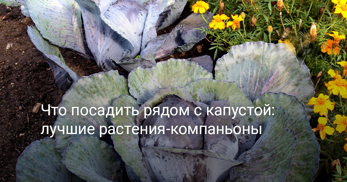 Правила совместного выращивания растений с капустой