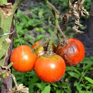 Почему помидоры гниют на кустах?