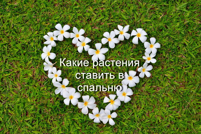 Какие растения можно ставить в спальню