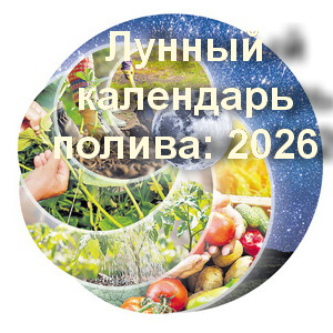 Планируйте полив по лунному календарю в 2026 году.
