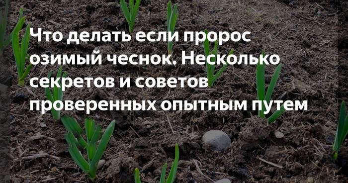 Как спасать проросший чеснок